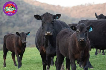Tìm hiểu thịt bò Black Angus - Thịt bò hảo hạng cho bữa ăn của bạn